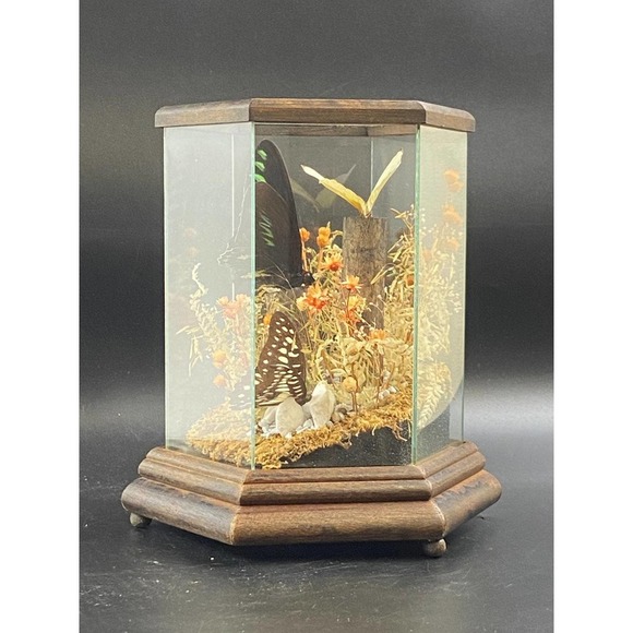 VTG Taxidermy Butterfly On Shell /Floral In A Wooden Framed Glass Shadow Box